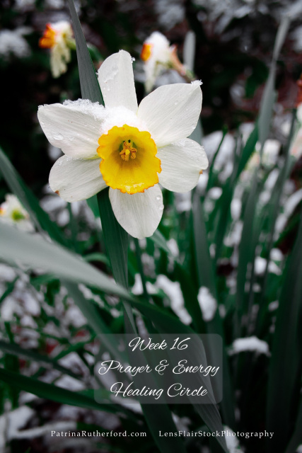 The last traces of winter appeared as the lovely Daffodils opened their hearts to the warmth of spring. Open your heart and eyes to your new beginnings. Mentally see and emotionally feel the changes and shifts you wish to transform about yourself, your lifestyle.