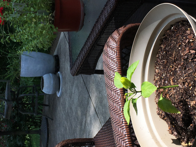 Message from the Banana Pepper