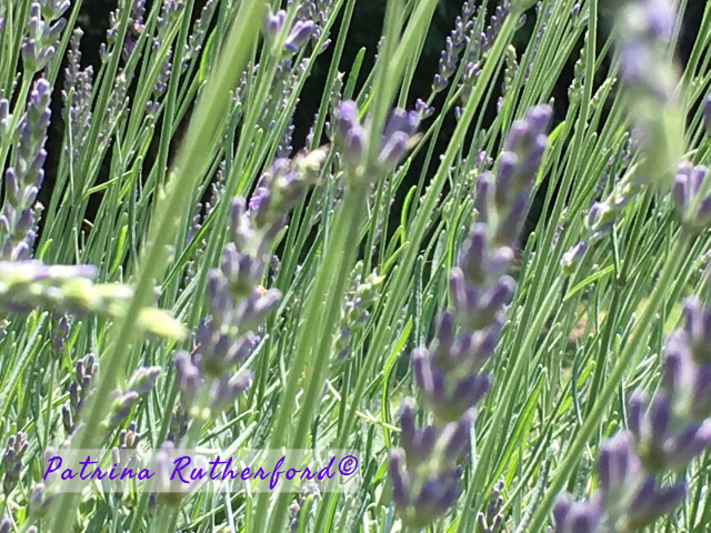5 Spiritual Uses of the Lavender Plant. The versatility of Lavender is present in its spiritual uses just as it is in the numerous physical uses. Its effects are powerfully gentle.