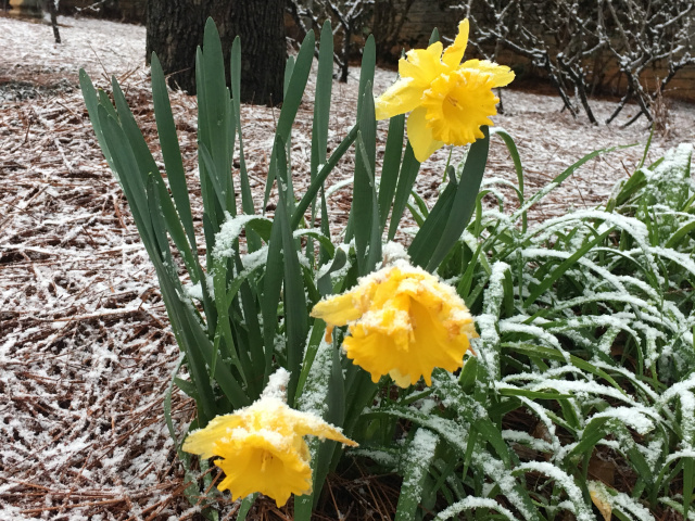 Candlemas, first called  Imbolc, is celebrated as a Fire Festival encouraging the rebirth of the sun