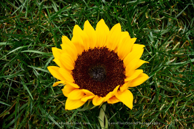 Summer Solstice Celebration...The most enchanting  day of the year evokes magic and mystery. The Sun is at its most powerful and breathes life into the healing herbs and plants.