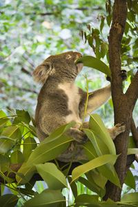 The tallest deciduous tree, reaching up to 465 feet, produces one of the most powerful essential oils on the planet, Eucalyptus. The eucalyptus trees, from the myrtaceae family, are cultivated primarily in Egypt, Algeria, Spain, Portugal, India, China and South Africa. Its native home is in Australia where about 75% of all trees are Eucalyptus. It is the main food source for the famous Koala.